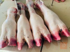 كراعين عجل للبيع في ميسان