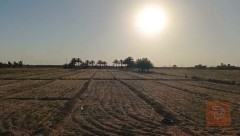 دونم في الرمادي منطقة الجزيرة 2 دونم للبيع في الأنبار