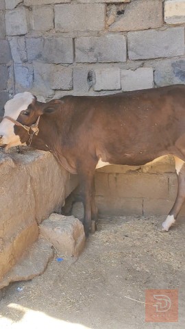 بجره نوعيه حلوه للبيع في البصرة