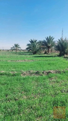 اراضي زراعية 4 دونمات في منطقة الشيخ عامر للبيع في بغداد