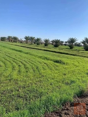 اراضي زراعية 5 دونمات في منطقة الشيخ عامر للبيع في بغداد