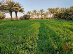 اراضي زراعية 5 دونمات في منطقة الشيخ عامر للبيع في بغداد