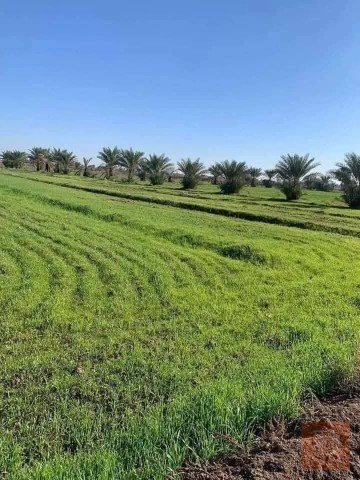 أرض زراعية 5 دوانم في تاجي للبيع في بغداد