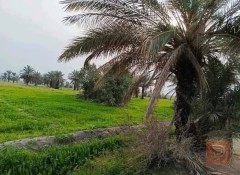 أرض زراعية 5 دوانم للبيع في بغداد