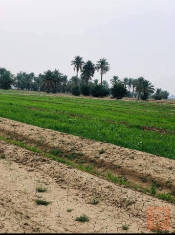 أرض زراعية 5 دوانم للبيع في بغداد