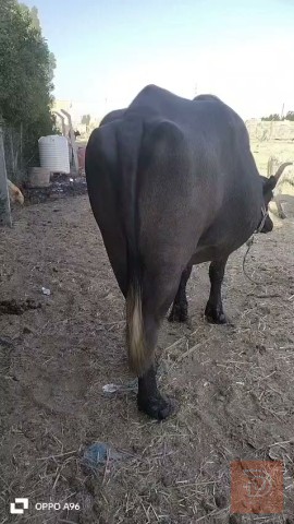 ناقة فراتية أصيلة للبيع في ذي قار