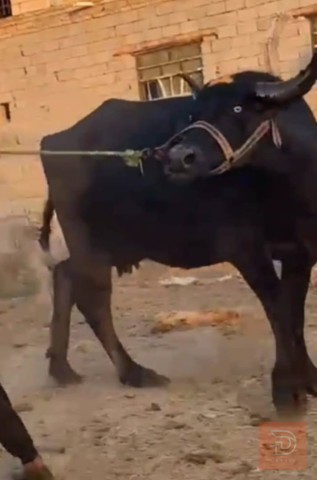 ناقة فراتية أصيلة للبيع في ذي قار