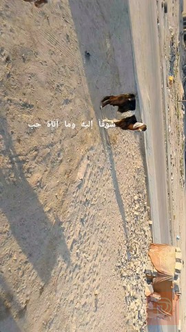 صخله سمينه وصاحيه للبيع في البصرة