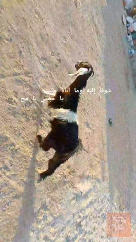 صخله سمينه وصاحيه للبيع في البصرة