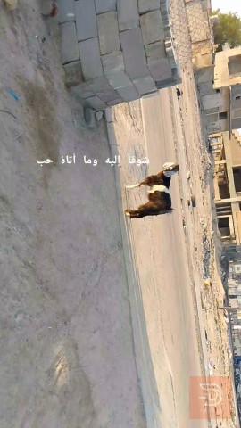 صخله سمينه وصاحيه للبيع في البصرة