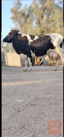 ماعز فريزيه درجة أولى 17 كيلوو للبيع في بابل