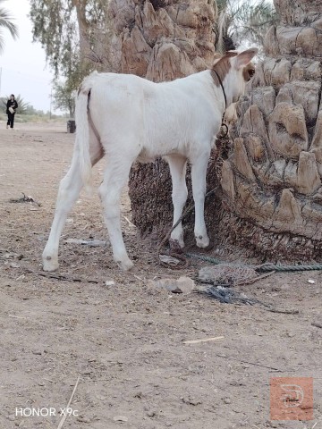 ماعز فريزيه درجة أولى 17 كيلوو للبيع في بابل