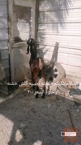 صخله خشنه للبيع في البصرة