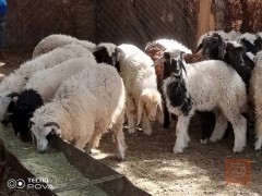 طليان خشنات كبار للبيع في الديوانية