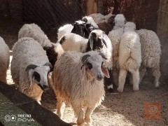 طليان خشنات كبار للبيع في الديوانية