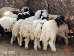 طليان خشنات كبار للبيع في الديوانية