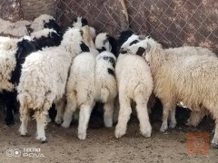 طليان خشنات كبار للبيع في الديوانية