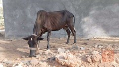 دابة تحلب مشروطة كافة الشروط مستعمل للبيع في الديوانية