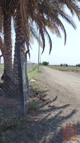 كاع دوانم في الفلوجة منطقة اللهيبي 10 طابو للبيع في الأنبار