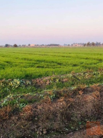 6 دونمات أرض في منطقة الشيخ عامر للبيع في بغداد