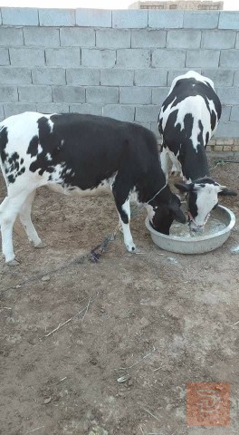 هوايش عدد 2 للبيع في ميسان