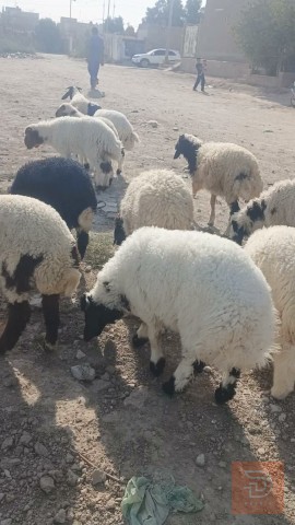 طليان فحله عدد 24 للبيع في الديوانية