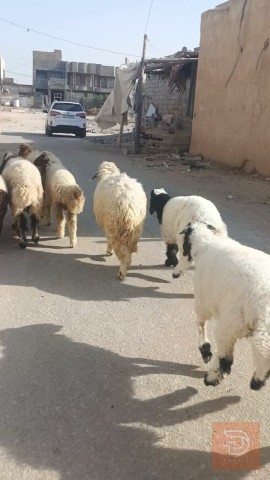 طليان فحله عدد 24 للبيع في الديوانية