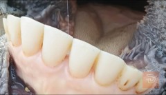 هاشه هولندي وبتها مستعمل للايجار في ميسان