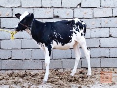 طيور باجير فريزيات للبيع في بابل