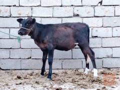 طيور باجير فريزيات للبيع في بابل