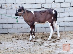 طيور باجير فريزيات للبيع في بابل