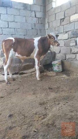 عجل هولندي نوعية حلوه للبيع في البصرة