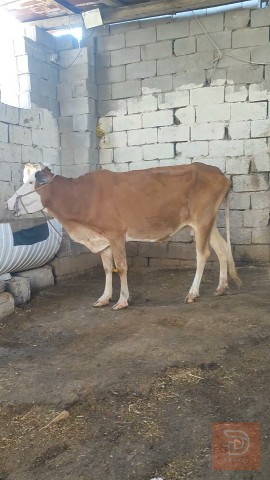 عجل هولندي نوعية حلوه للبيع في البصرة