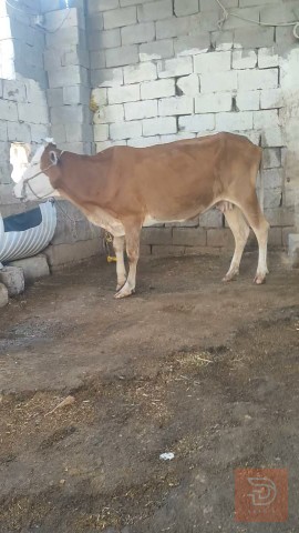 عجل هولندي نوعية حلوه للبيع في البصرة