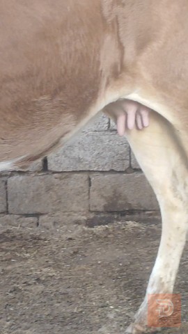 عجل هولندي نوعية حلوه للبيع في البصرة
