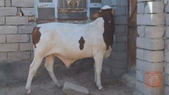 عجل هولندي سمين للبيع في البصرة