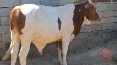 عجل هولندي سمين للبيع في البصرة
