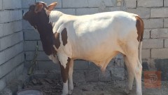 عجل هولندي سمين للبيع في البصرة