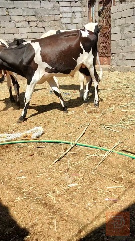 عجول سترالي للبيع في البصرة