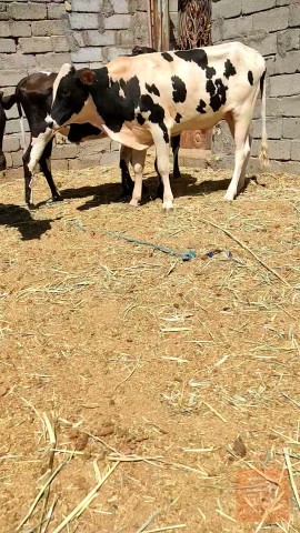 عجول سترالي للبيع في البصرة