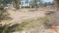 أرض زراعية 4 دونم للبيع في الأنبار
