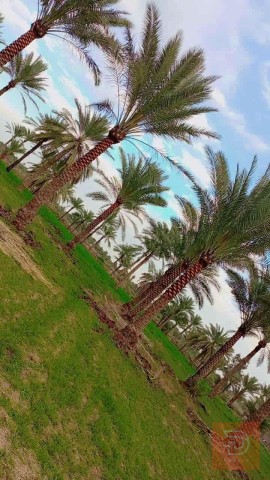 ارض طابو سند 25 في تاجي للبيع في بغداد