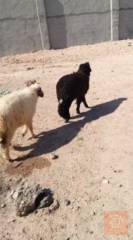 طليان نثيه وذكر مالت بيت للمقايضة في البصرة
