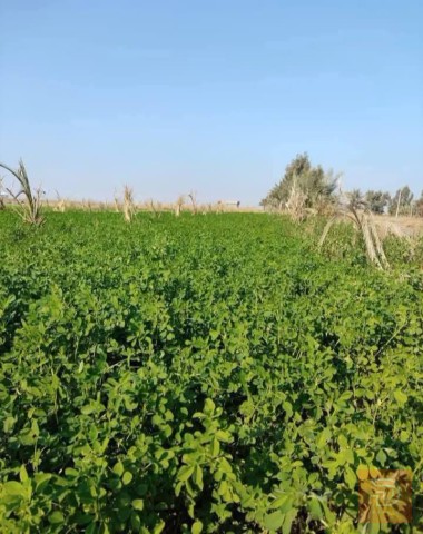 اراضي مساحة 5 دونمات في التاجي للبيع في بغداد