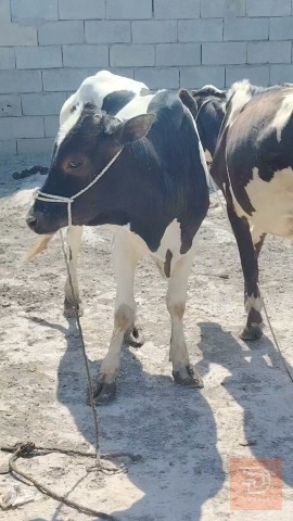 عجل وبجر للبيع في البصرة