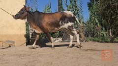 هشه هوالند مستعمل للبيع في الديوانية