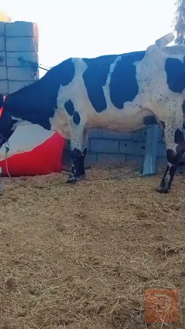 دابه هولشتاين ام 3 بطن للبيع في بابل