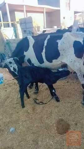 دابه هولشتاين ام 3 بطن للبيع في بابل