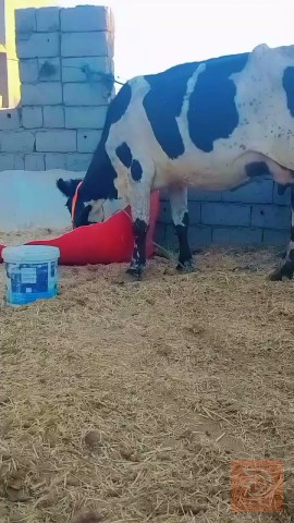 دابه هولشتاين ام 3 بطن للبيع في بابل