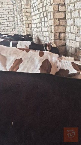 ست عجول للبيع في ميسان